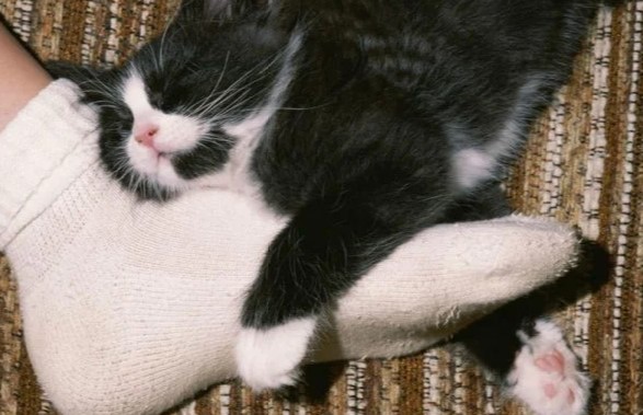 Почему кошка спит у вас в ногах: названы три причины