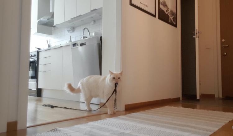 Хозяин с помощью видеокамеры показал, как кошки переживают одиночество