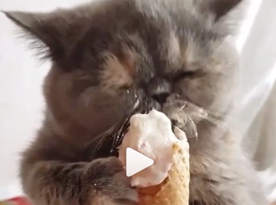 Сеть хохочет над котом, который смешно ест мороженное. ВИДЕО