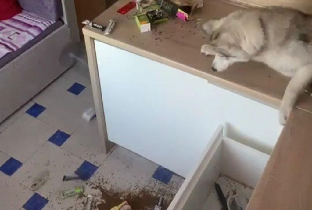 Сеть развеселило ВИДЕО, посвященное тем, кто хочет завести хаски