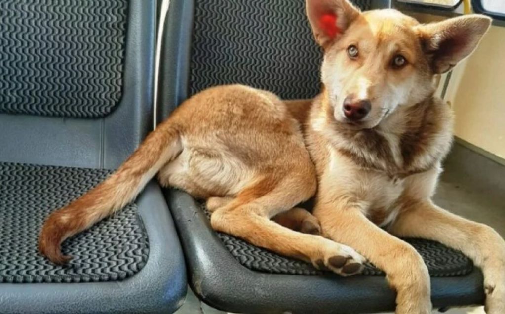 В Воронеже в пустых автобусах теперь катаются бездомные собаки