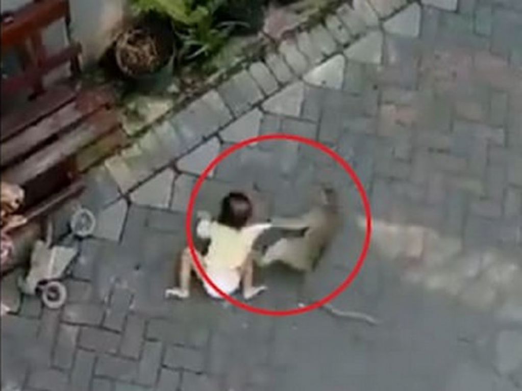 ВИДЕО, шокировавшее Сеть: обезьяна на мотоцикле похитила ребенка