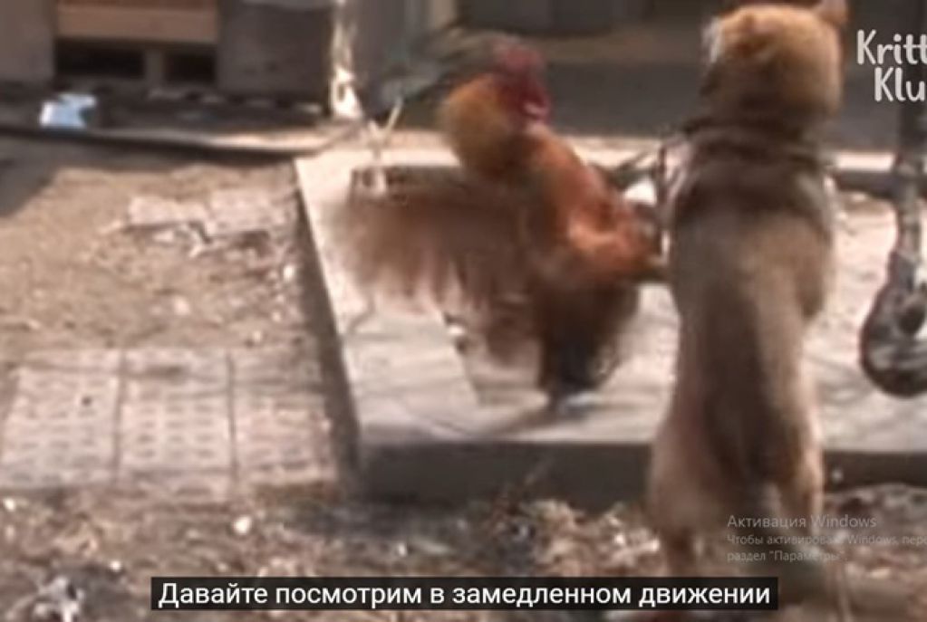 Храбрый петух избил собаку, защищая своих любимых кур. ВИДЕО