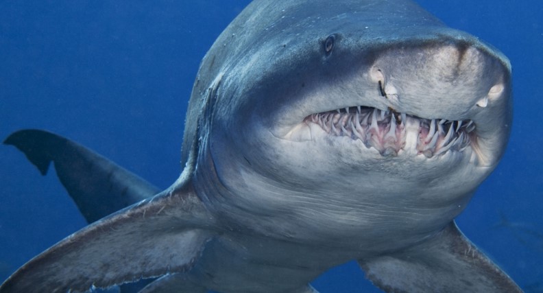 В США акула убила молодого серфера. ВИДЕО