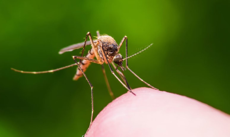 Больше ладони: пойман самый большой в мире комар. ФОТО