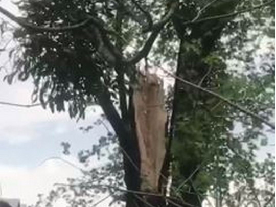 В Харькове дерево рухнуло на прохожих. ВИДЕО