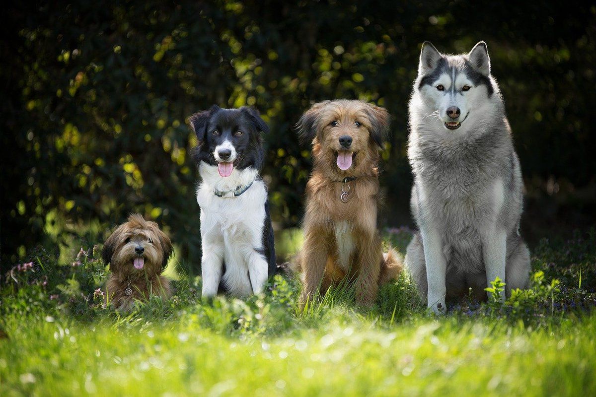 Названо 5 порід собак, які не пахнуть псиною 