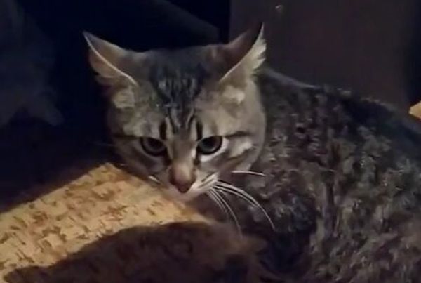 На Волыни живодер издевался над беззащитным котом и снимал это на ВИДЕО