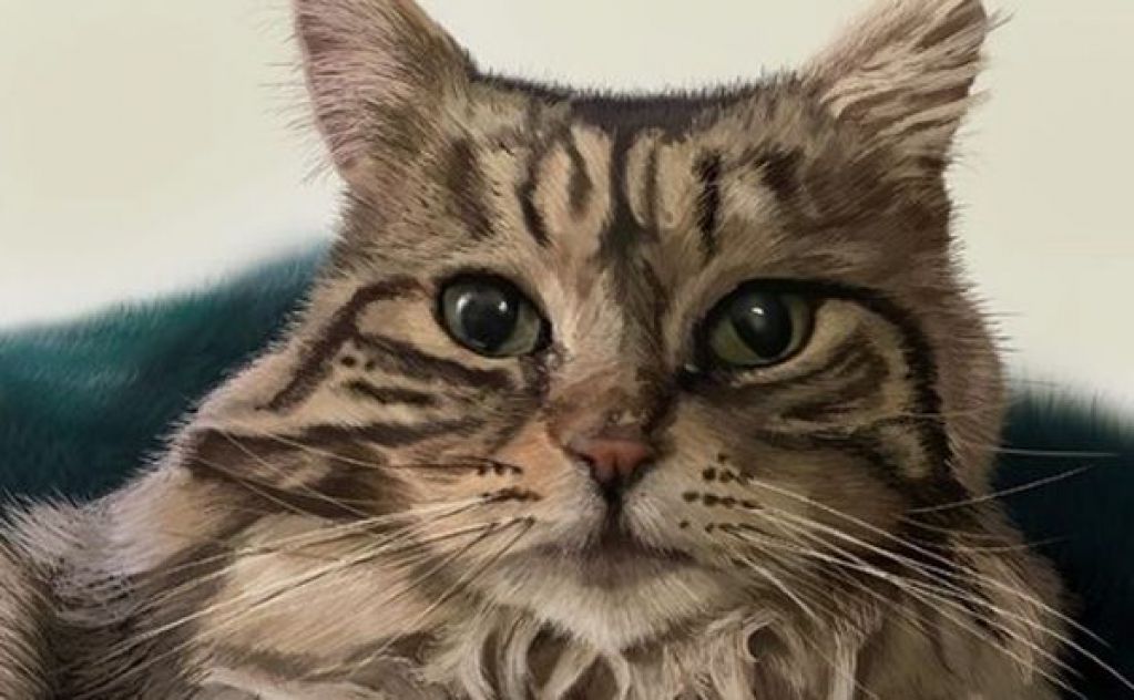 Кошка, благодарная за спасение, каждое утро приносит хозяйке тапочки