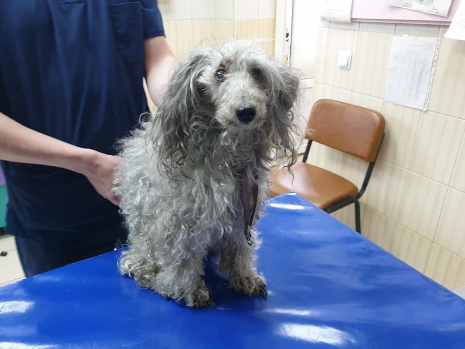 В Харькове умный пес спас жизнь своей пожилой хозяйке