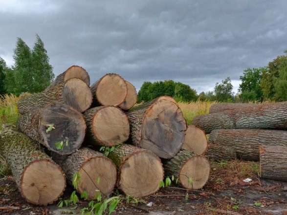В Краматорске четыре работника лесхоза ответят за незаконную вырубку леса на 1,4 млн грн