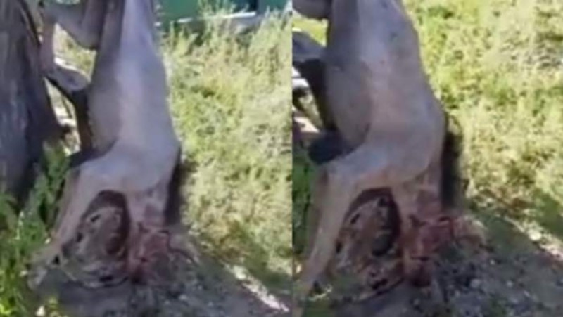 Нападал на фермеров и овец: в Румынии убили зверя, похожего на гиену