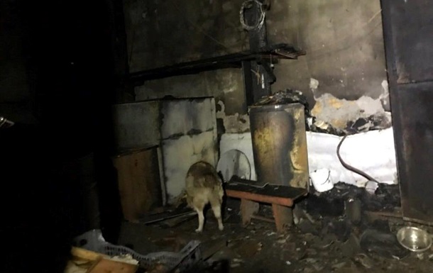 В Одессе чудом выжили сотни собак и котов : горел приют для животных