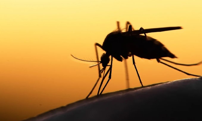 Проверенный народный метод защиты кожи от укусов комаров