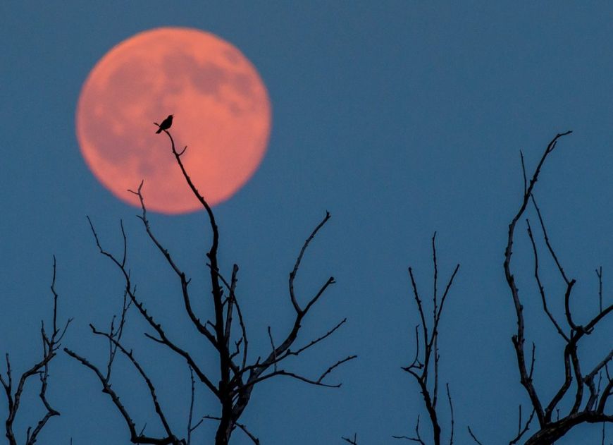 Украинцам повезет наблюдать за «кровавой» луной: названо время затмения