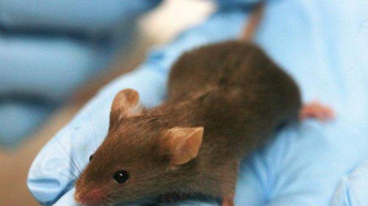 Революция в медицине: ученые вырастили на спинах мышей человеческие уши