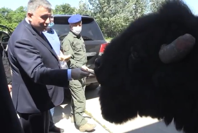 Аваков в Павлограде накормил хлебом бизонов. ВИДЕО