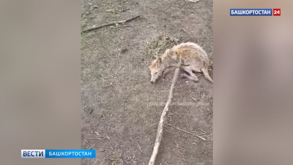 В Башкирии словили таинственную «чупакабру». ВИДЕО
