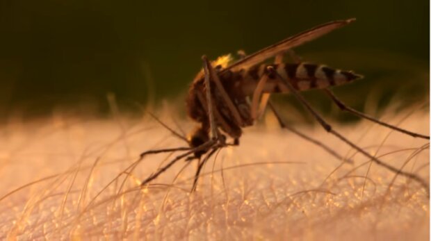Ученые выяснили, где и как зимуют комары