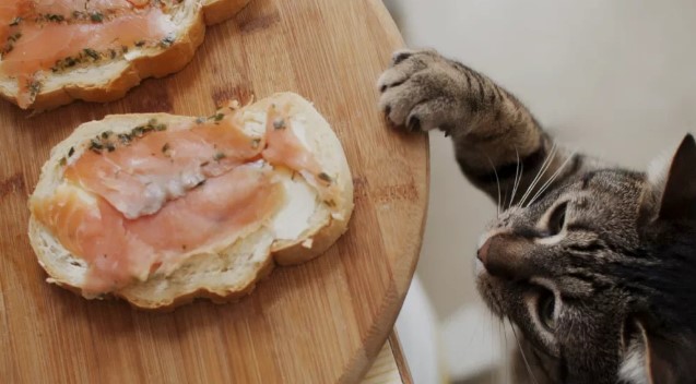 Шесть продуктов, которыми нельзя кормить кошек