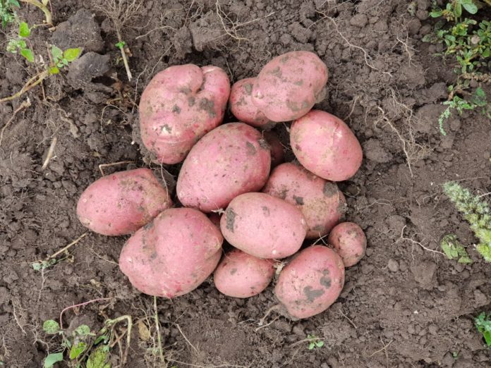 Сколько в новом сезоне будет стоит картошка – ответ экспертов