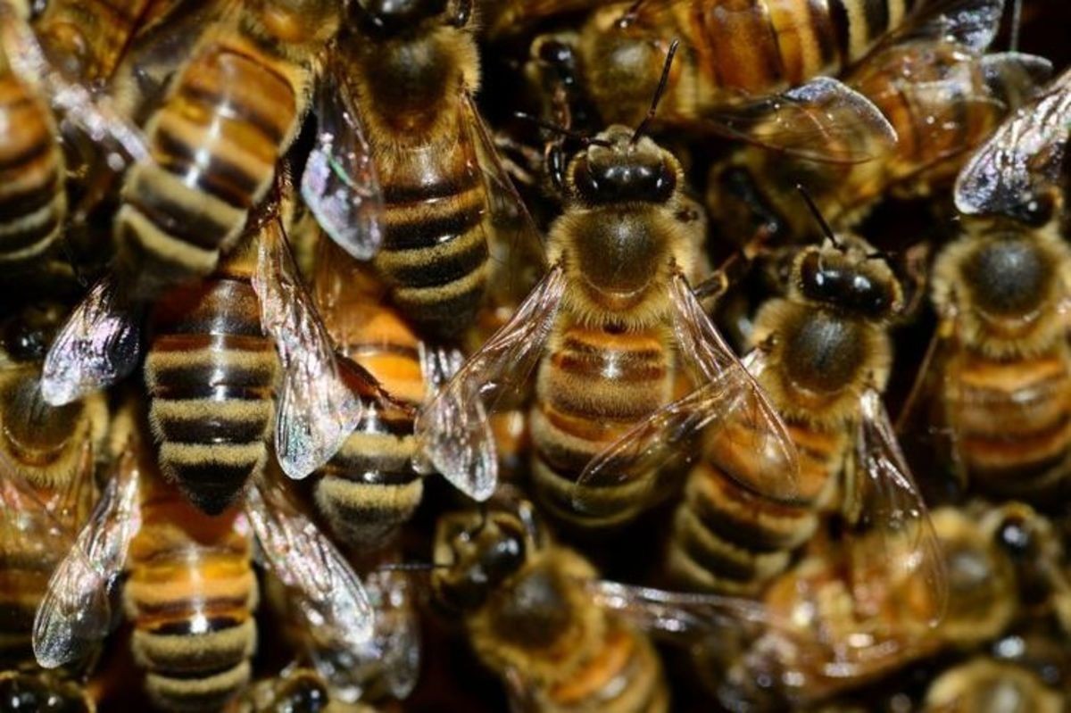 Спасателям пришлось поработать пчеловодами: ДТП освободило десятки тысяч пчел 
