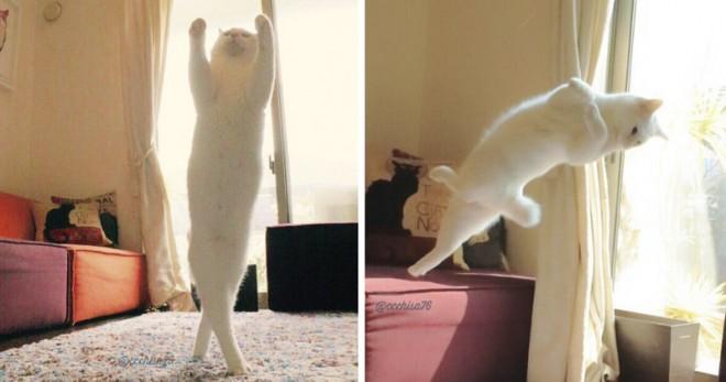 Новая звездочка Сети: танцующая кошка. ФОТО