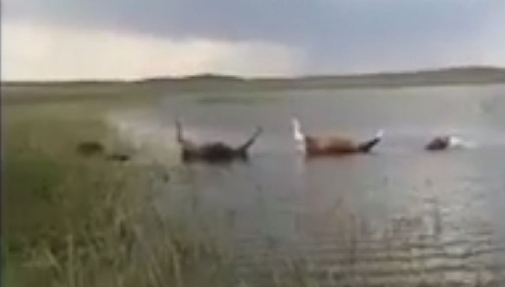 Удар молнии убил почти 70 лошадей. ВИДЕО