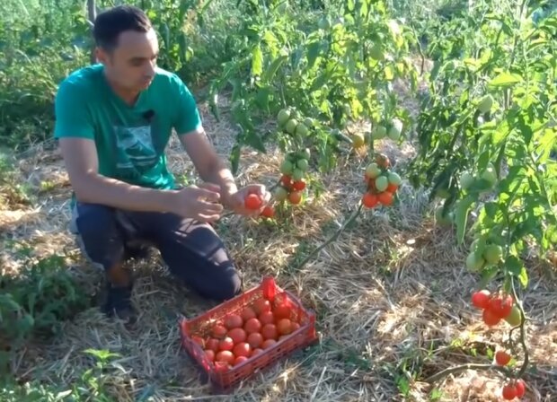 Положите это в лунку и урожай томатов вырастет в два раза