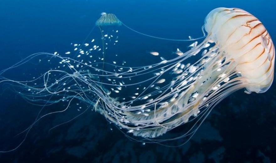 Что делать, если вас ужалила медуза: полезные советы