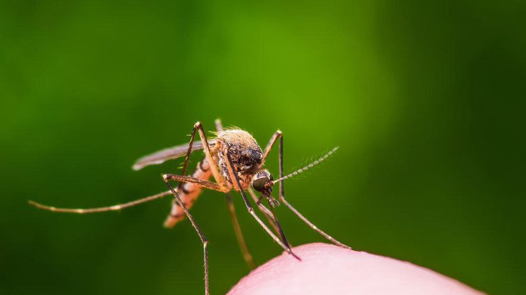 Врач-аллерголог рассказала, чем опасны комариные укусы