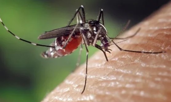 Три продукта, которых больше всего боятся комары