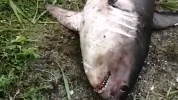 На Сахалине рыбак умудрился поймать на удочку акулу