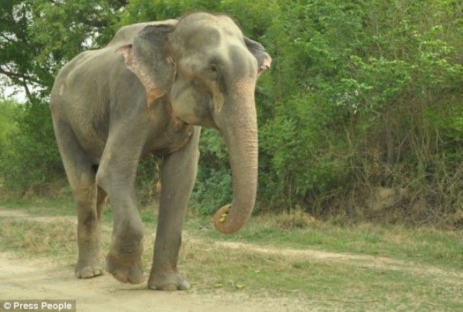 Слон расплакался от счастья после освобождения из 50-летнего рабства. ФОТО