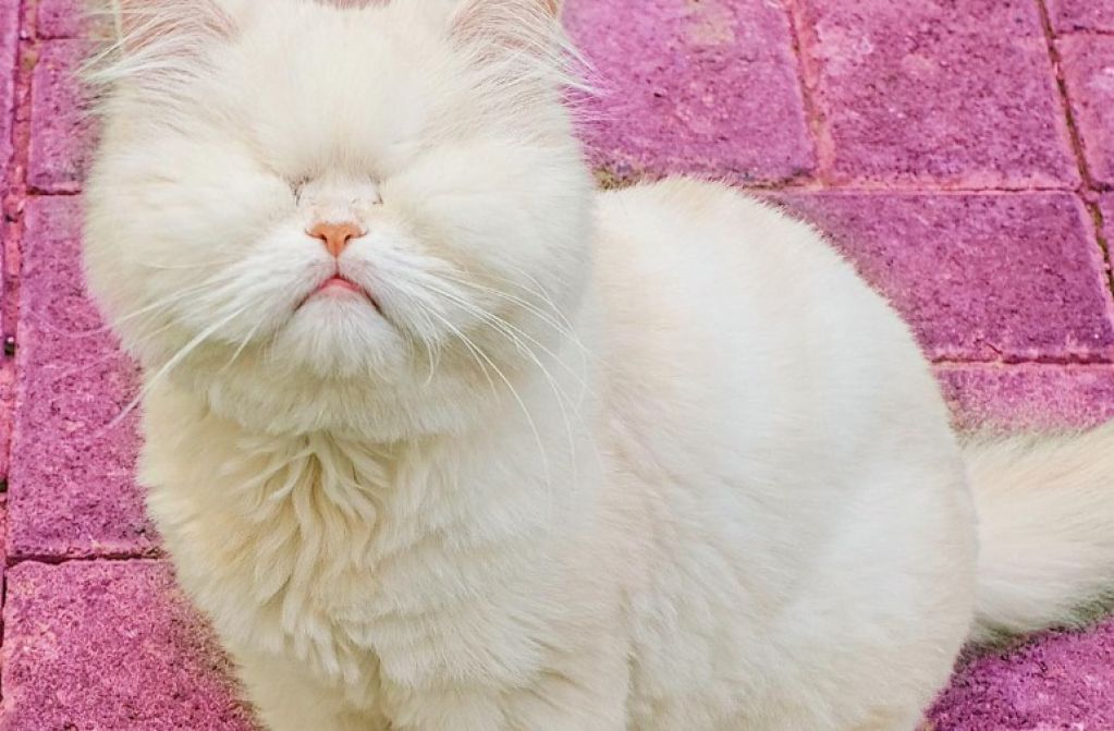 Новая звезда Instagram: слепая кошка из приюта. ФОТО