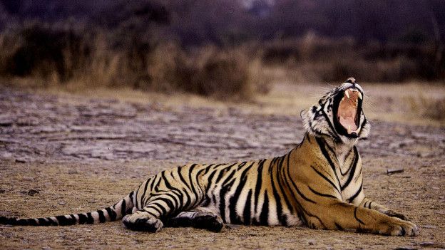 Популяція диких тигрів збільшується, але тварини досі гинуть у капканах