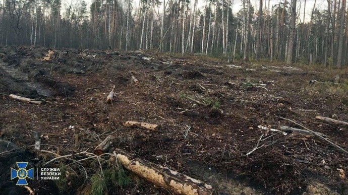 СБУ виявила масштабну вирубку лісів. ФОТО