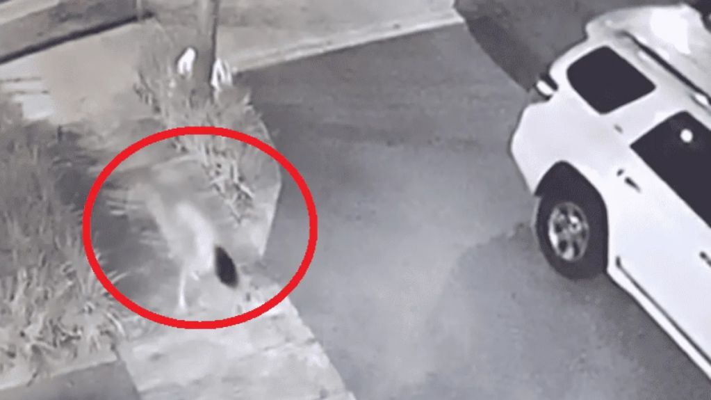 В Сеть попало страшное ВИДЕО с девушкой, бегающей на четвереньках