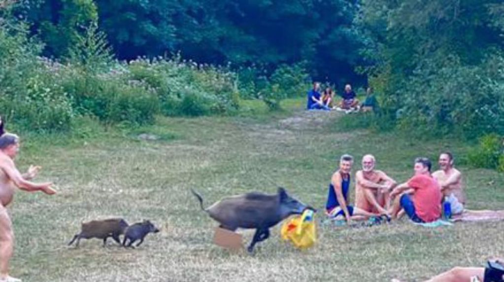 В Берлине дикий кабан украл у нудиста вещи. ФОТО