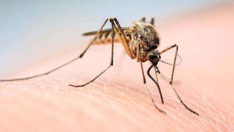 Европу атаковали комары переносящие смертельный вирус