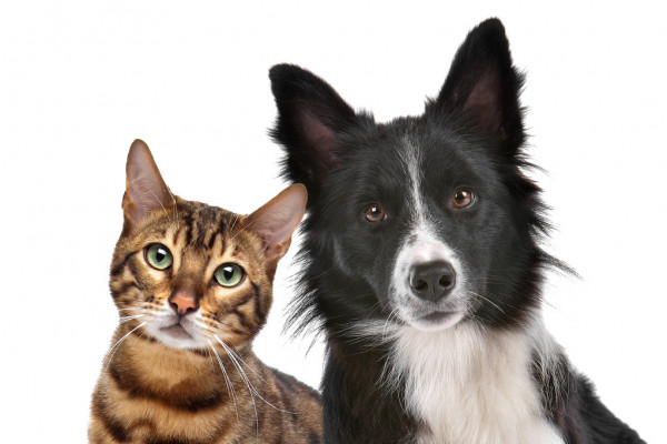 Три месяца на платную регистрацию собак и кошек: депутаты принимают закон