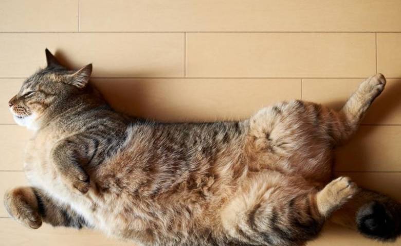 Почему кошки показывают живот, падая перед хозяином на спину 