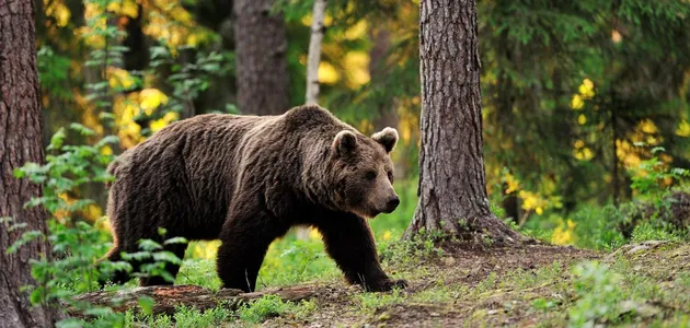 В Чернобыльскую зону впервые за 100 лет вернулись медведи ВИДЕО