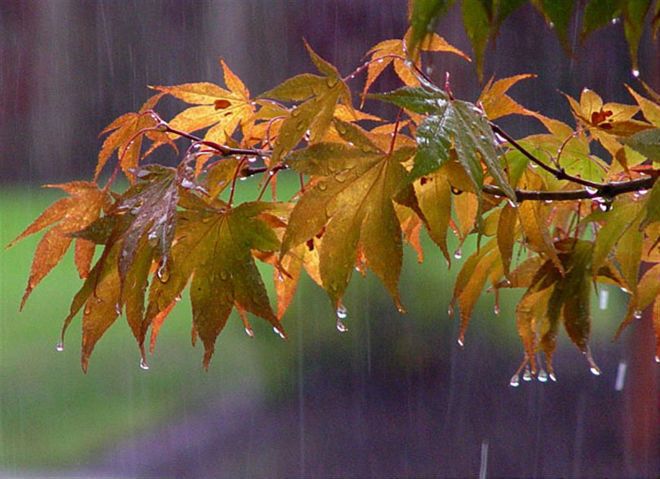 В Украину идут дожди: прогноз погоды на 29 и 30 сентября от Натальи Диденко
