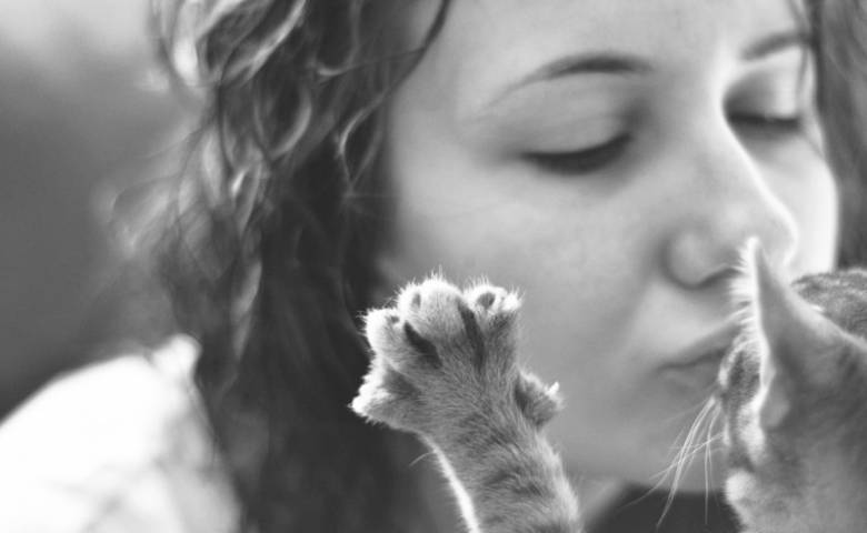 Почему нельзя целовать кошек: главные причины