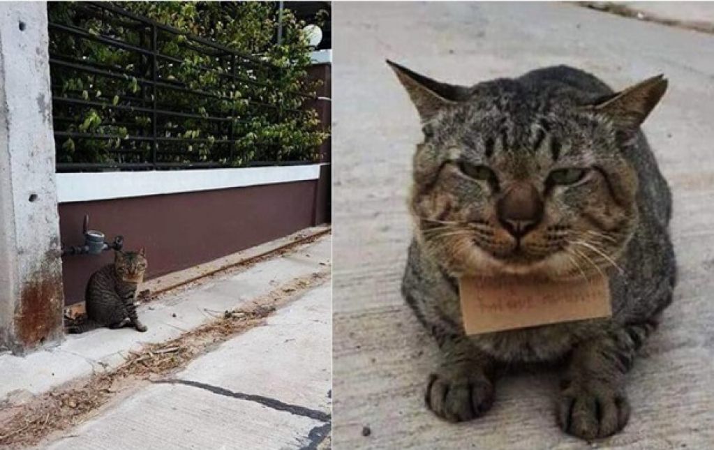 Кот, пропавший на трое суток, вернулся весь в долгах