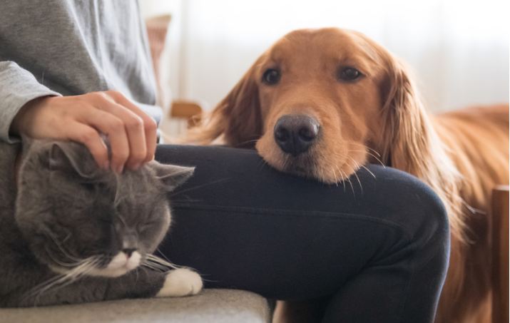Могут ли коты и собаки подцепить COVID-19: врач дал ответ