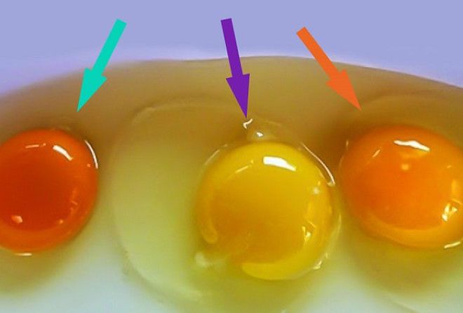 Угадайте, какое из этих яиц снесла здоровая курица