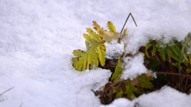Погода 1 декабря: В Украине будет солнечно и снежно