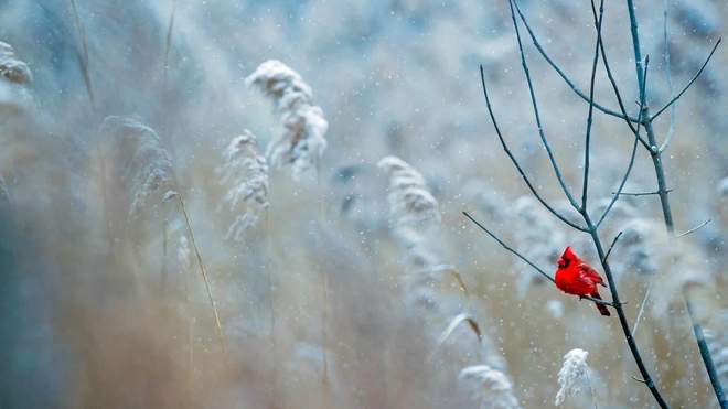  2 декабря по Украине ударят легкие морозы, кое-где выпадет снег